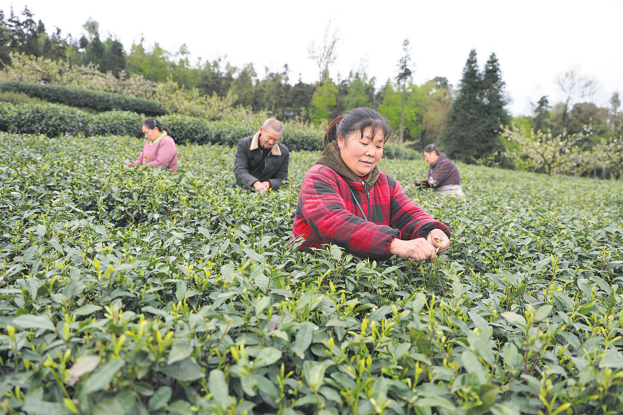 夹江茶旅文化活动助推茶产业发展(图1)
