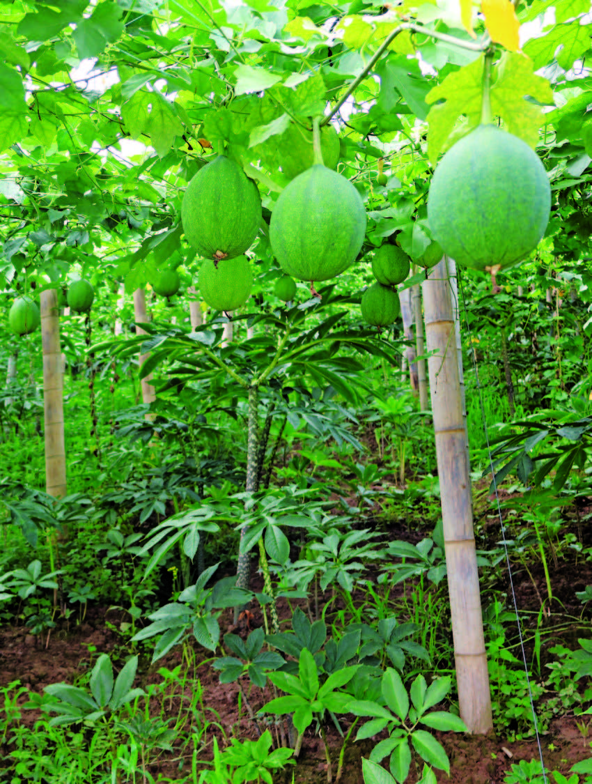 沐川县底堡乡: “魔芋+”绘就 乡村振兴新图景(图1) 沐川县底堡乡: “魔芋+”绘就 乡村振兴新图景(图1)