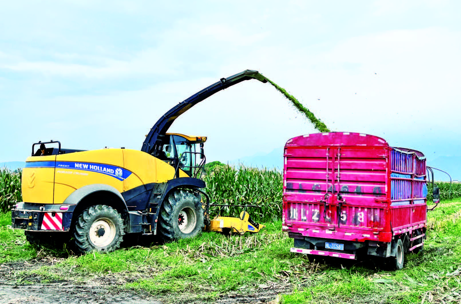 一亩地挣两份钱(图1) 一亩地挣两份钱(图1)