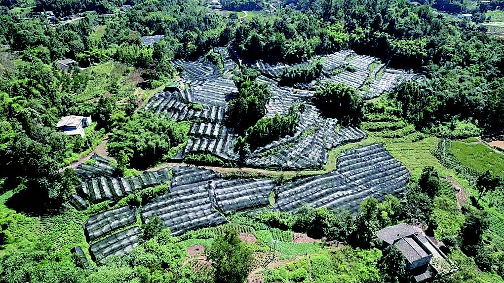 绿叶变“金叶”产值超300万 犍为麻柳村百亩淫羊藿喜获丰收(图1)