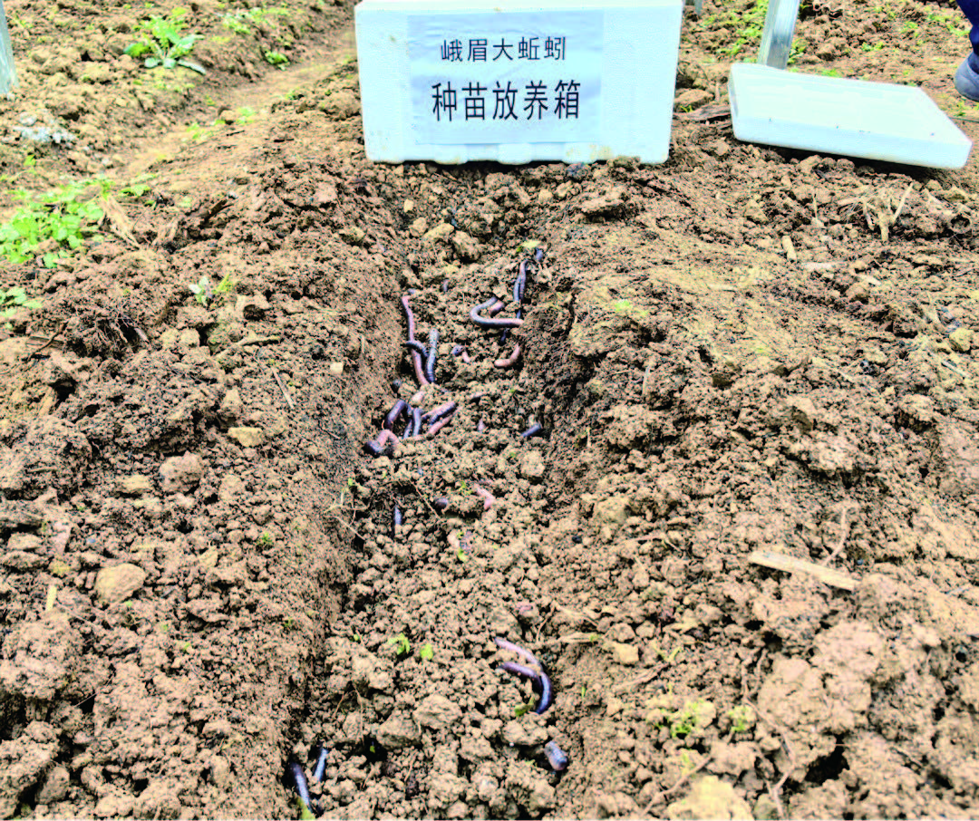 开展蚯蚓养殖 经济生态双丰收(图1)