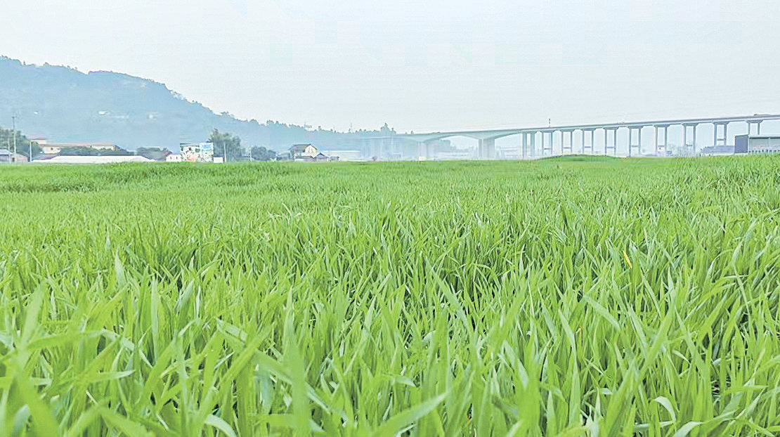 犍为县: 千亩“荒地”变麦田(图1) 犍为县: 千亩“荒地”变麦田(图1)