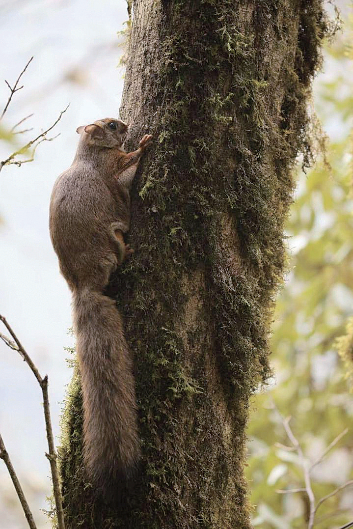 马边大风顶 首次人工拍到复齿鼯鼠