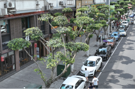 好“靓”眼！ 嘉兴路行道树“大平头”变身“小云朵”(图1)