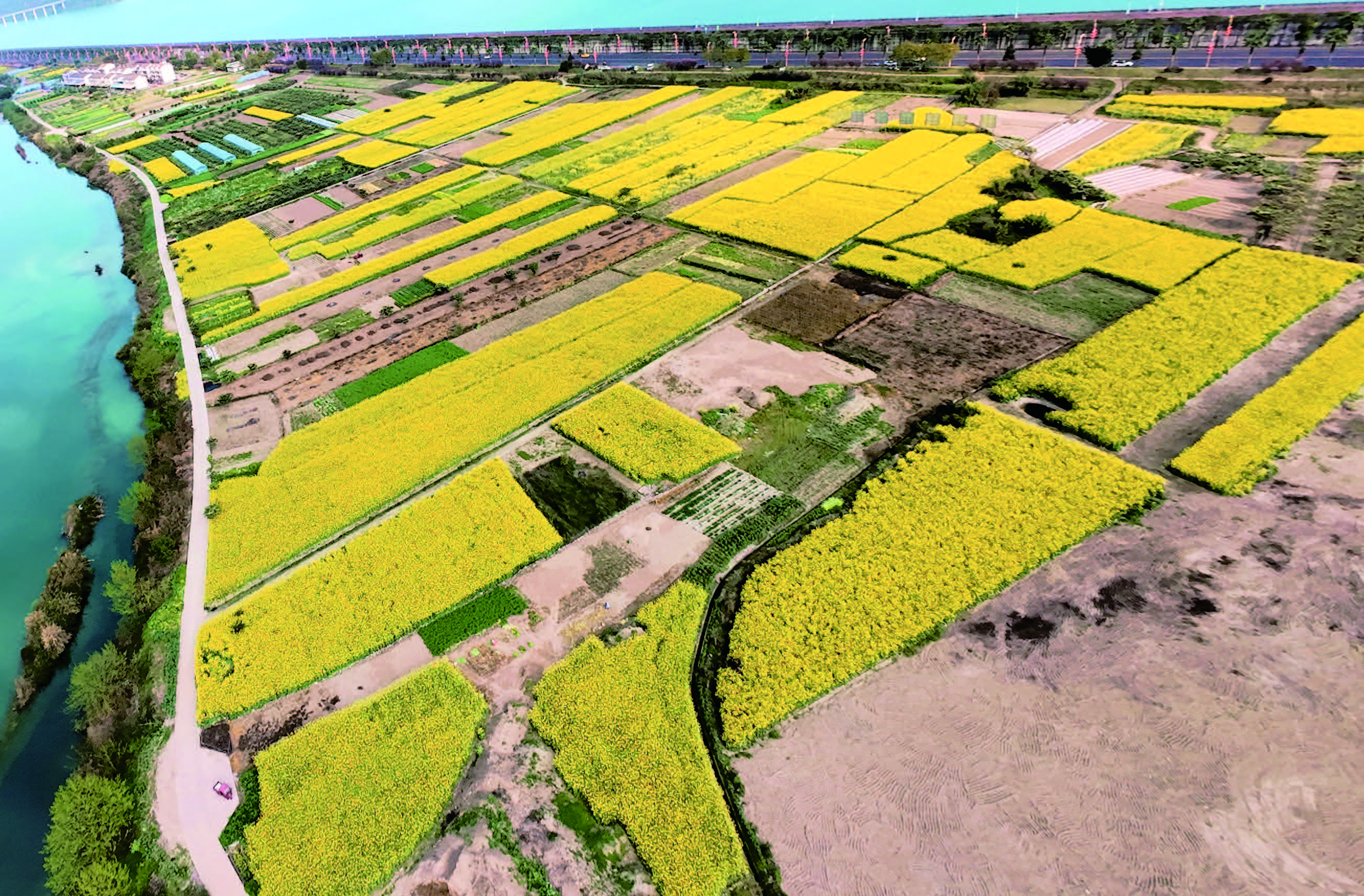 嘉农粮蔬基地油菜花田美如画(图1)